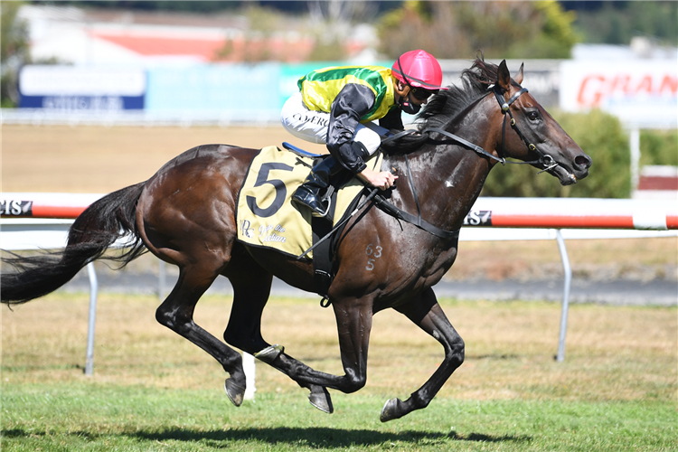 THE CHOSEN ONE winning the Harcourts Thorndon Mile