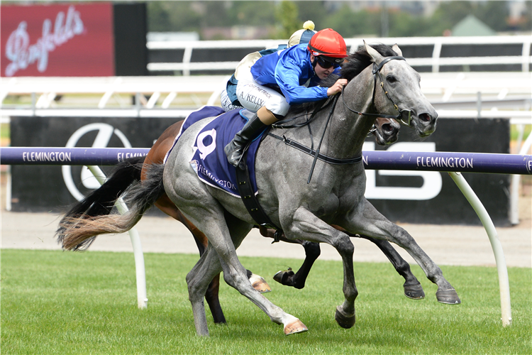 THE CUNNING FOX winning the Twilight Payment (Bm70) at Flemington in Australia.