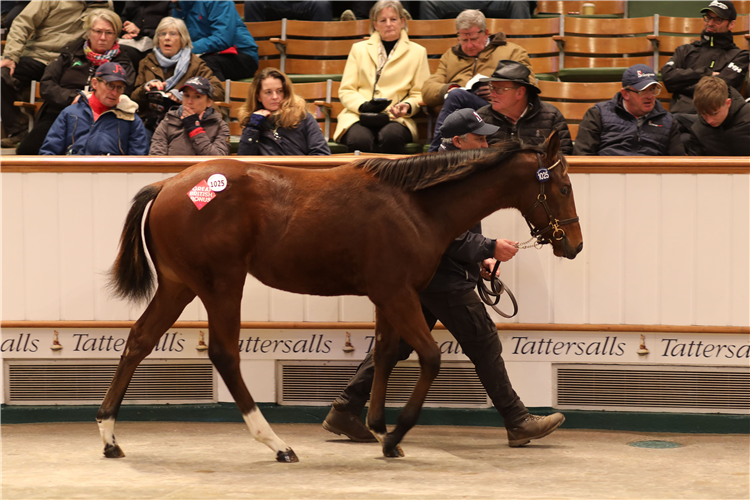 Juddmonte Farms Strong On Day Three Racing and Sports