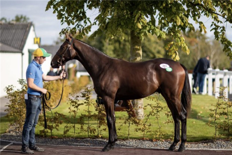 The New Bay - Tobair An Sheeda colt.