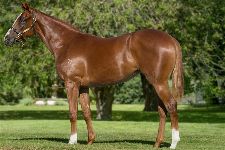 The Toronado x Il Sogno filly that sold for $150,000.