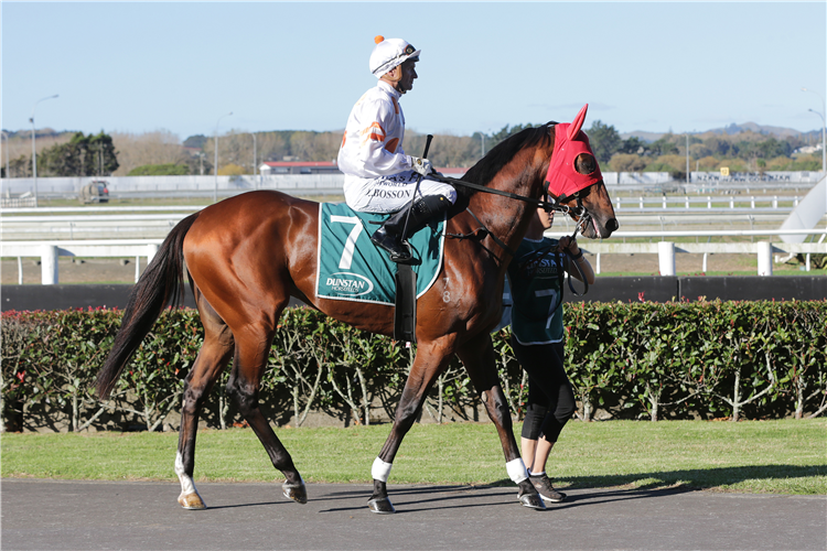 Promising three-year-old Titled parades before the start of the Gr.2 Championship Stakes (2100m) at Pukekohe