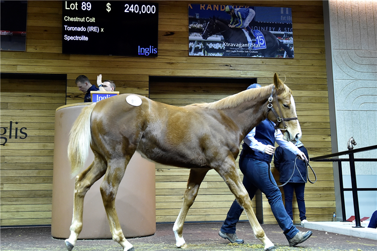 The Toronado-Spectrolite colt who sold for $240,000.