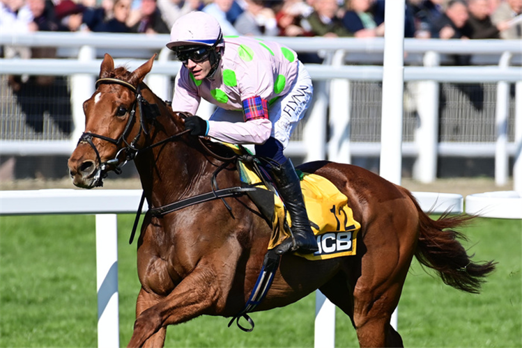 VAUBAN winning the JCB Triumph Hurdle (Grade 1) (GBB Race)