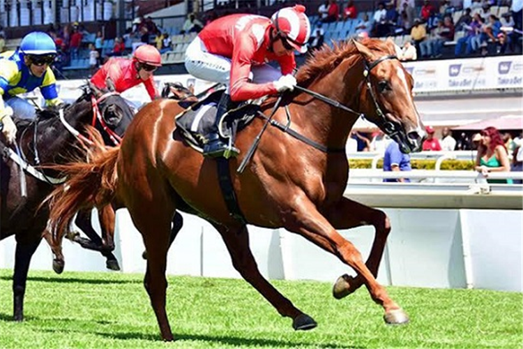 War Room in full flight at one of his three wins in South Africa