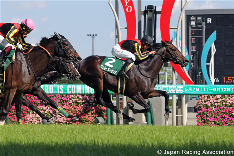 WELTREISENDE winning the Naruo Kinen at Chukyo in Japan.