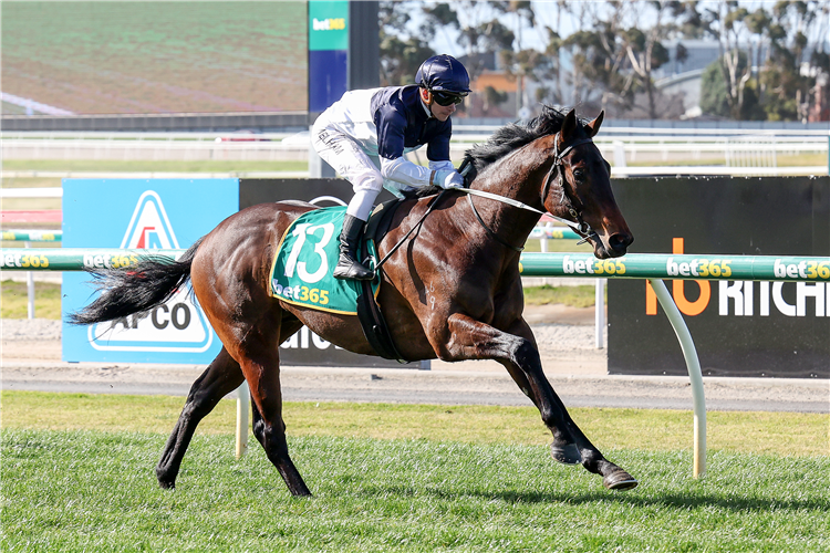 WHAT YOU NEED winning the Elephant and Castle Hotel Maiden Plate in Geelong, Australia.