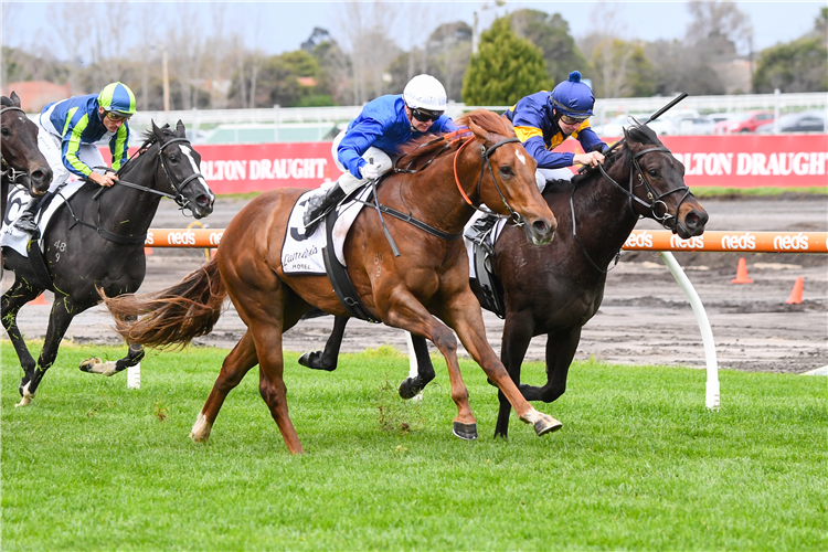 WINNERTAKESITALL dead heat with LASCARS winning the Lamaro's for Equine Pathways Plate at Caulfield in Australia.