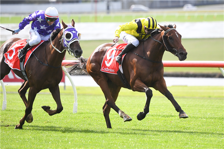 WITCHACHAR STAR winning the Tobin Bro. Celeb. Lives (Bm78) at Sandown in Australia.