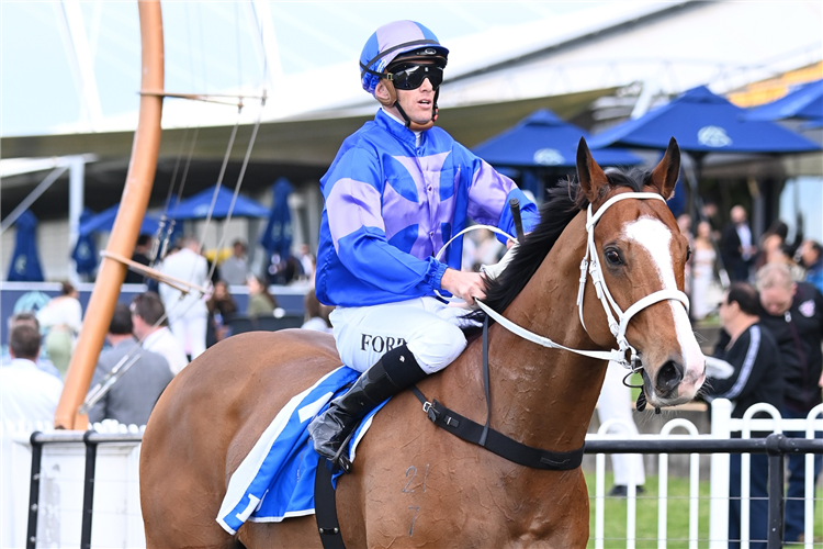 Jockey : JAY FORD winning the Victor Ludorum @ Darley (Bm88) at Rosehill in Australia.