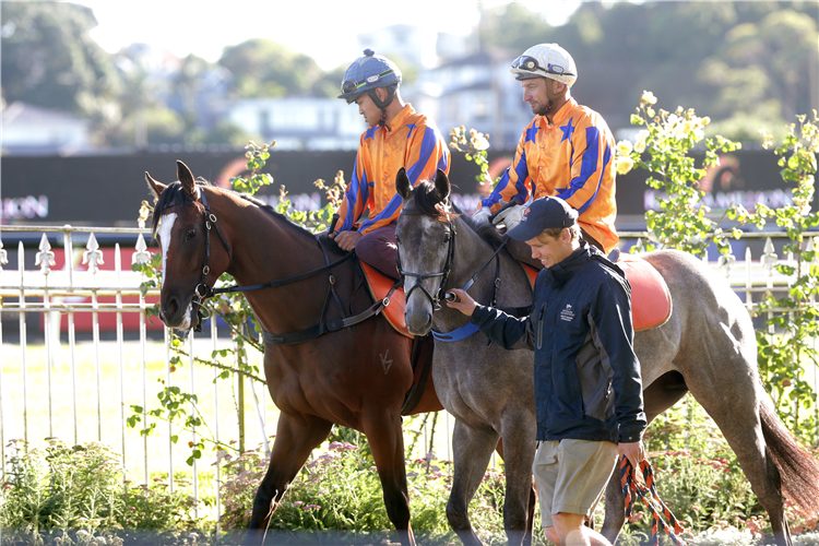 Lord Cosmos and Grace ‘N’ Grey at Ellerslie on Monday.
