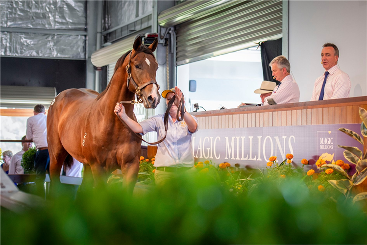 Magic Millions Perth Yearling Sale.