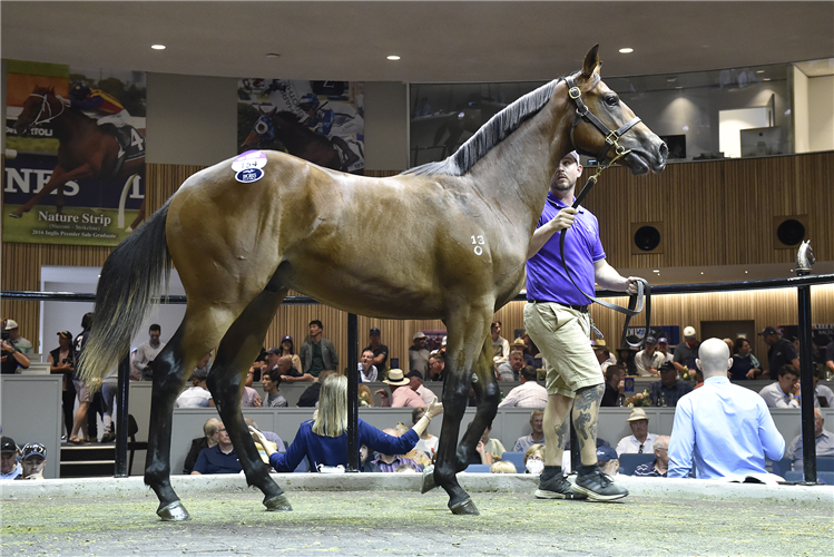 The Dundeel-Personalised colt who sold for $520,000.