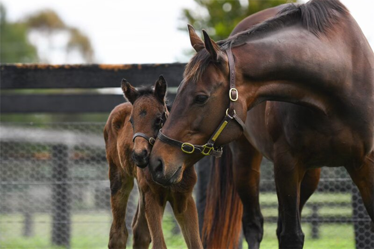 Winx and her filly foal.