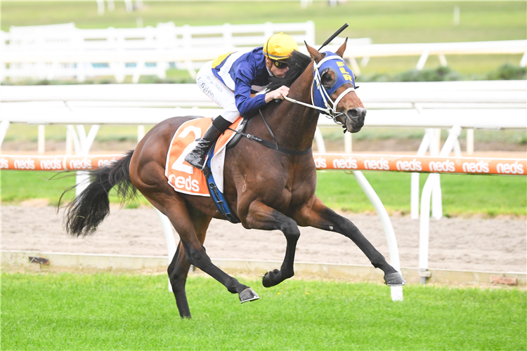 ACIERTO winning the Neds Vic By The Jug Handicap in Mornington, Australia.