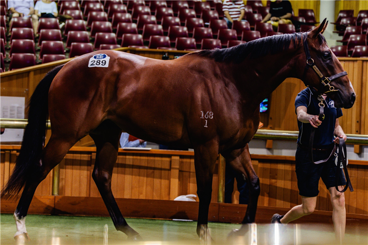 The $800,000 gelding who was one of the stars of a record-breaking NZB Ready To Run Sale.
