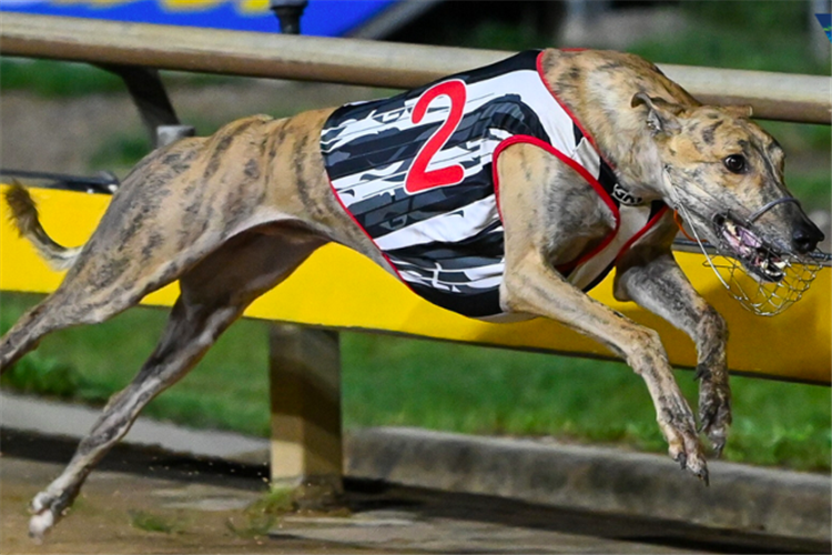 Alpha Zulu Greyhound Runner Profile - Next Race, Form, Stats, News,  Breeding