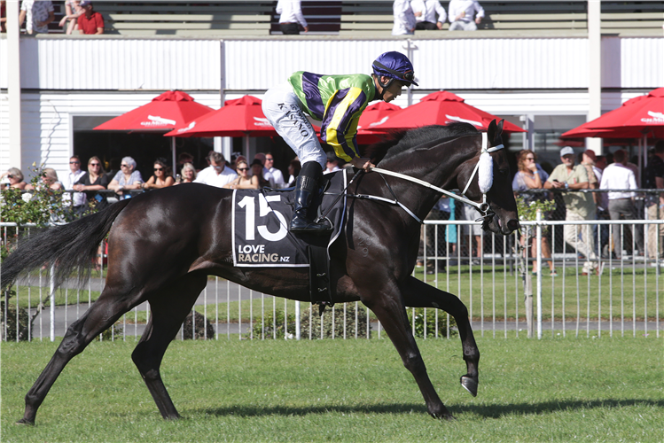 ANDALUS running in the AUCKLAND THOROUGHBRED RACING NEW ZEALAND DERBY