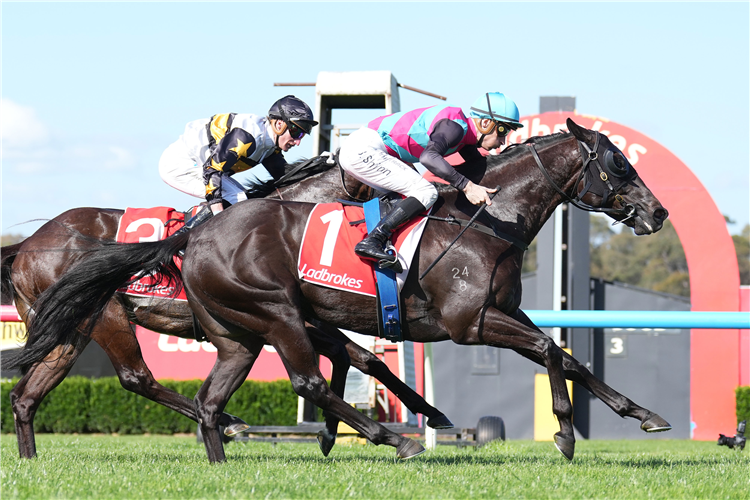 ANTINO winning the Ladbrokes Sandown Stakes at Sandown in Australia.