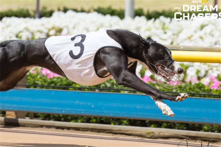 Forget Me Not Greyhound - Form, Stats & News