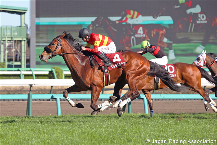 BELLAGIO OPERA winning the Spring Stakes at Nakayama in Japan.