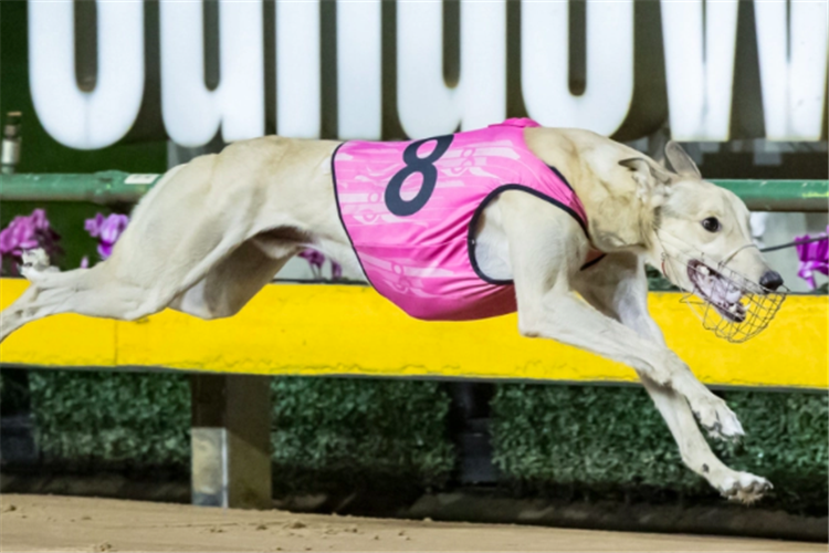 Big Energy running the sixth-fastest time ever (28.93sec) at Sandown Park