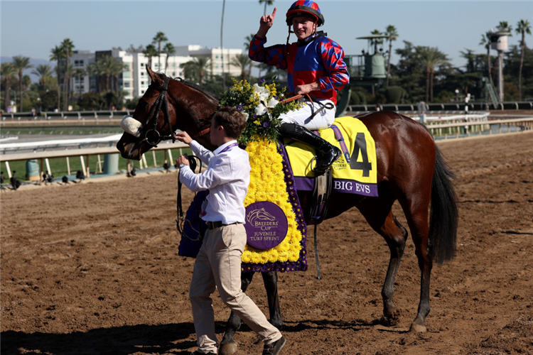 BIG EVS winning the Breeder's Cup Juvenile Turf Sprint at Santa Anita in Arcadia, California.