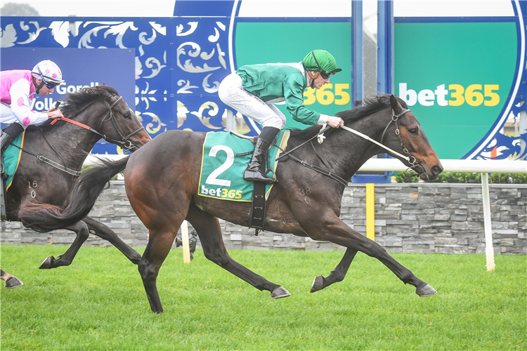 BLAZING HARRY winning the Daisy?s Garden Supplies Maiden Plate at Geelong in Australia.