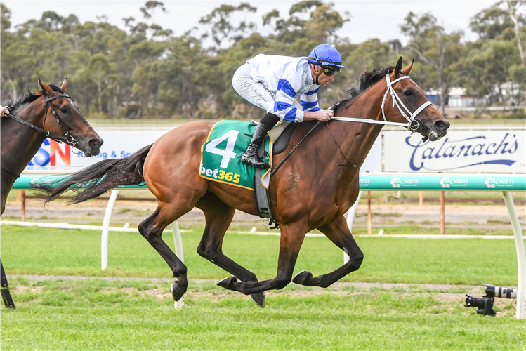 CABOCHE winning the IMMIX, Metal Recycled Right BM84 Handicap at Bendigo in Australia.