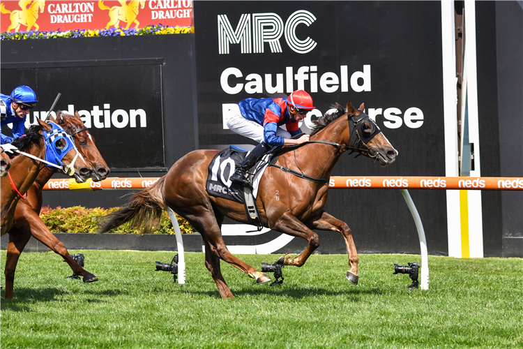 CARDIGAN QUEEN winning the Pancare Recycal Plate at Caulfield in Australia.