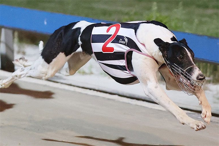 Cawbourne Magic The dog they all have to beat in the Group Two Summer Distance Plate(Photo Courtesy GRNSW)<br />