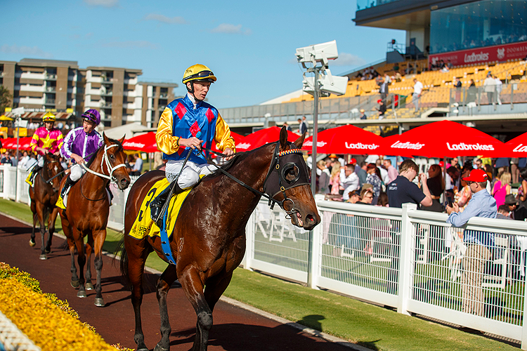 CIFRADO returning after, winning the SPIRIT OF BOOM CLASSIC