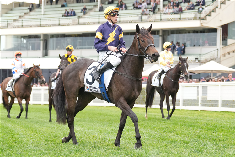 COEUR VOLANTE after winning the Thousand Guineas Prelude at Caulfield in Australia.