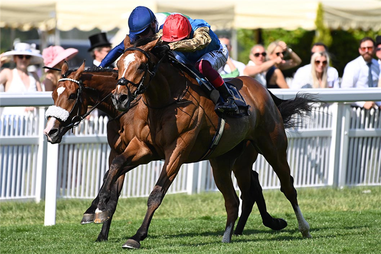 COURAGE MON AMI winning the Gold Cup at Royal Ascot in England.