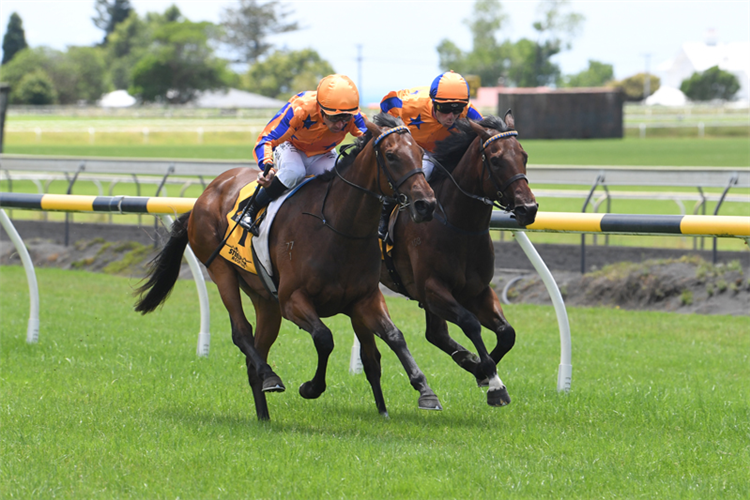 Damask Rose (outside) beating stablemate Quintefeuille at New Plymouth on Wednesday.