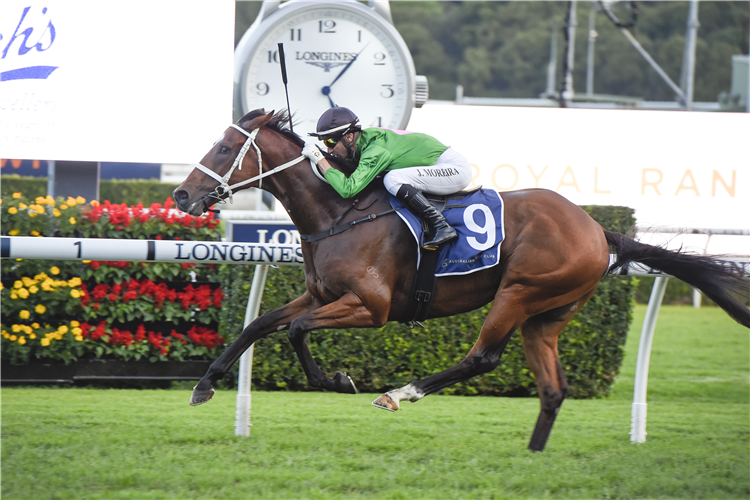 DEMOCRACY MANIFEST winning the Catanach's Jewellers Handicap at Randwick in Australia.