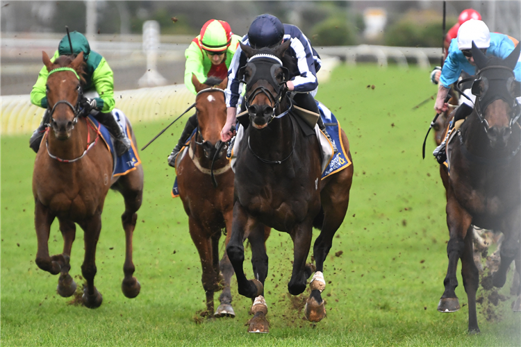 Diomedes (centre) winning at Pukekohe.