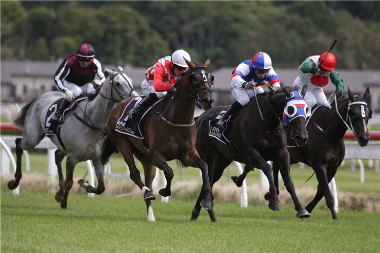 Dionysus seeking redemption in Waikato Cup