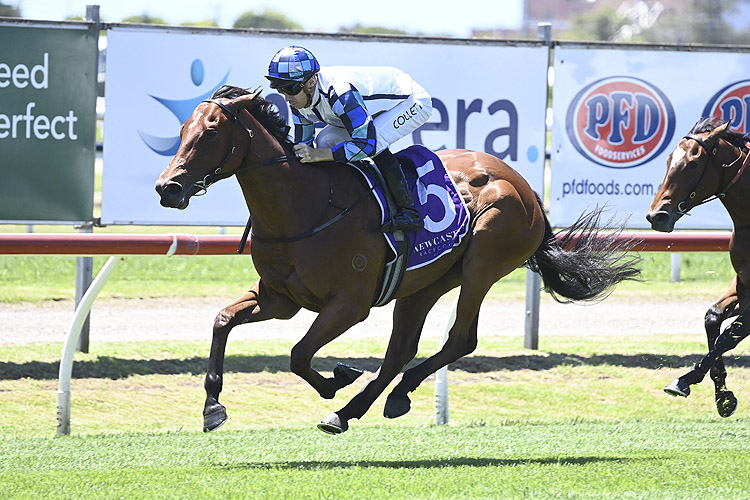 ERNO'S CUBE winning the NZB AIRFREIGHT MAX LEES CLASSIC