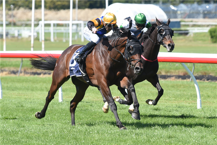 ESS VEE ARE(outer) winning the BARNESWOOD FARM NEW ZEALAND ST LEGER