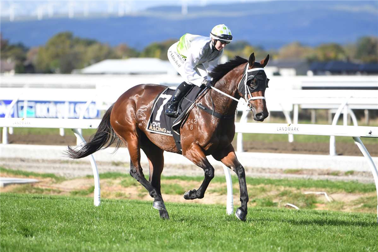 Hurdle bringing plenty of horsepower to Trentham