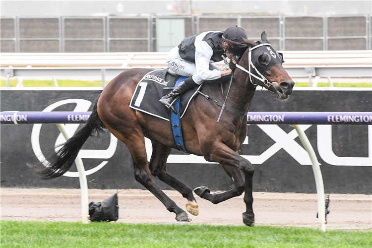 FIRST IMMORTAL winning the Polytrack Mahogany Challenge Final at Flemington in Australia.