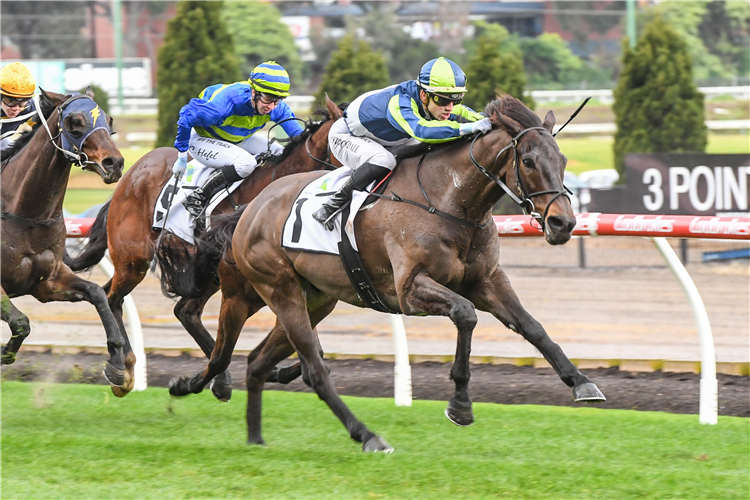FLOATING ARTIST winning the Xtreme Freight Handicap at Moonee Valley in Australia.