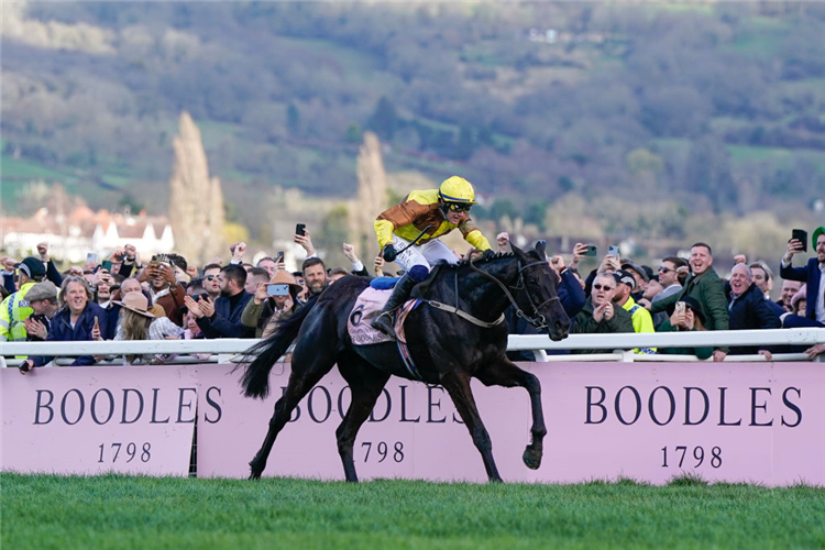 GALOPIN DES CHAMPS winning the Cheltenham Gold Cup Chase at Cheltenham in England.