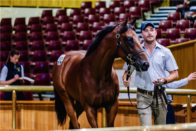 The $800,000 Harry Angel colt that topped Day 1 in New Zealand.