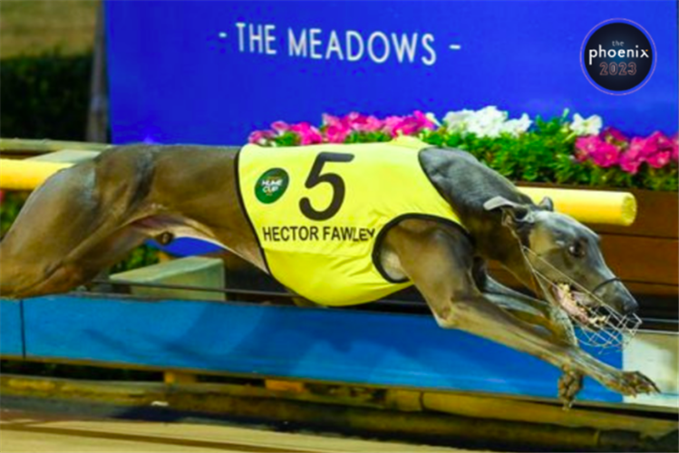 Hector Fawley - One Of Victoria's Hardest Chasing Greyhounds