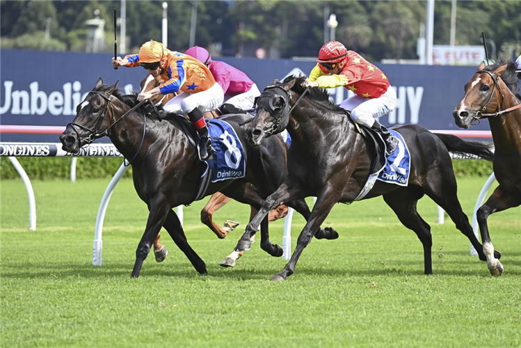 Imperatriz (inside) goes head-to-head with Artorius in the closing stages of the Gr.1 Canterbury Stakes (1300m).