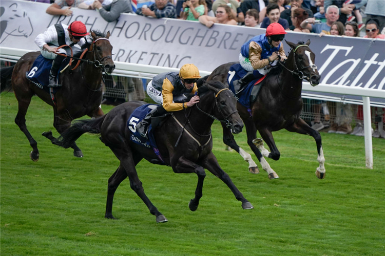 INDIAN RUN (gold cap) winning the Acomb Stakes at York in England.
