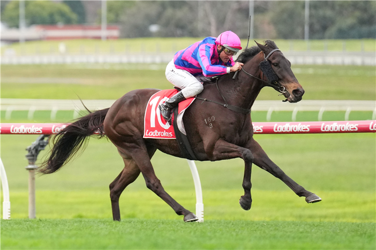 JABBAWOCKEEZ winning the Ladbrokes Odds Surge Handicap at Ladbrokes Park Lakeside in Springvale, Australia.