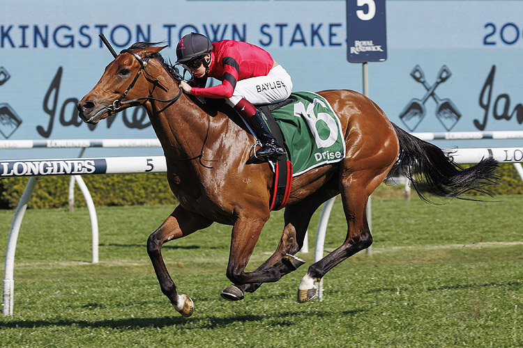 JUST FINE winning the JAMES SQUIRE KINGSTON TOWN STAKES